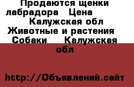 Продаются щенки лабрадора › Цена ­ 12 000 - Калужская обл. Животные и растения » Собаки   . Калужская обл.